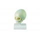 Fetus Skull Model with Stand